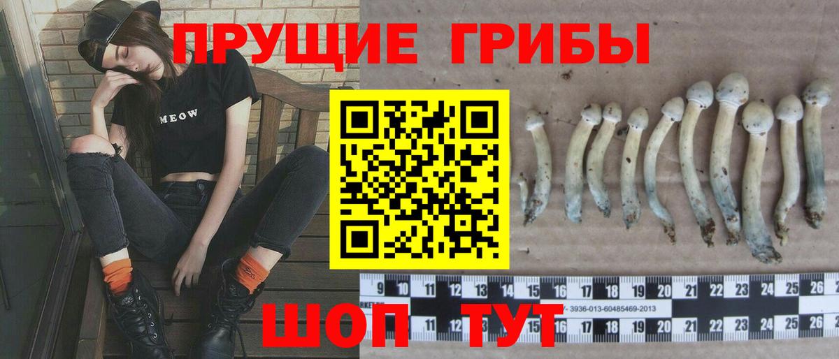 Галлюциногенные грибы Psilocybe Сыктывкар